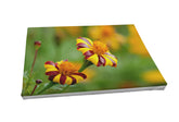 Foto auf Leinwand - Tagetes - Studentenblume