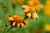 Foto auf Leinwand - Tagetes - Studentenblume