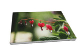 Foto auf Leinwand - Tränendes Herz (Lamprocapnos spectabilis)