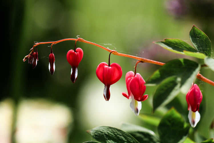 Foto auf Leinwand - Tränendes Herz (Lamprocapnos spectabilis)