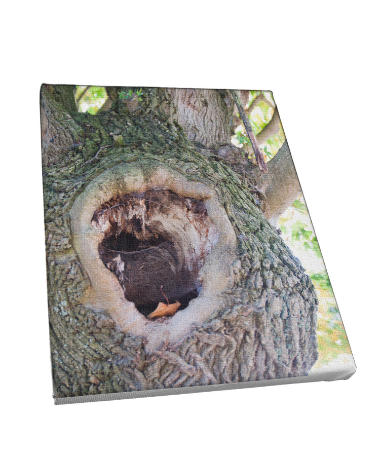 Foto auf Leinwand - Wald