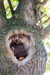 Foto auf Leinwand - Wald