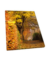 Foto auf Leinwand - Wald