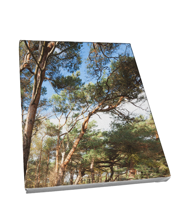 Foto auf Leinwand - Wald