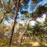 Foto auf Leinwand - Wald