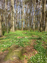 Foto auf Leinwand - Wald