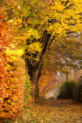 Foto auf Leinwand - Wald