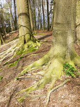 Foto auf Leinwand - Wald