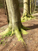 Foto auf Leinwand - Wald