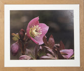 Gerahmte Bilder - Fotografie - Falk-David Palusalu - 60*50cm