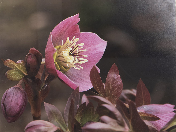 Gerahmte Bilder - Fotografie - Falk-David Palusalu - 60*50cm
