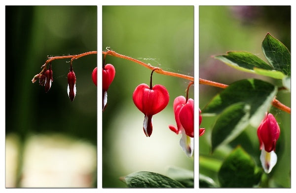 Fotoleinwand - Mehrteiler - Lamprocapnos spectabilis (Tränendes Herz)
