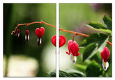Fotoleinwand - Mehrteiler - Lamprocapnos spectabilis (Tränendes Herz)
