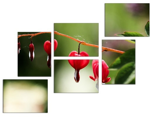 Fotoleinwand - Mehrteiler - Lamprocapnos spectabilis (Tränendes Herz)