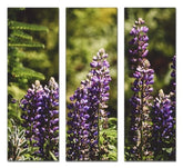 Fotoleinwand - Mehrteiler - Lupine (Wolfsbohne)