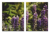 Fotoleinwand - Mehrteiler - Lupine (Wolfsbohne)