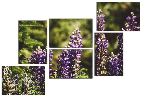Fotoleinwand - Mehrteiler - Lupine (Wolfsbohne)