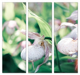 Fotoleinwand - Mehrteiler - Orchidee (Frauenschuh)