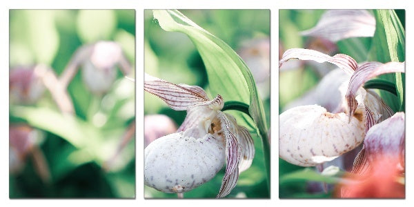 Fotoleinwand - Mehrteiler - Orchidee (Frauenschuh)