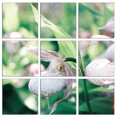 Fotoleinwand - Mehrteiler - Orchidee (Frauenschuh)