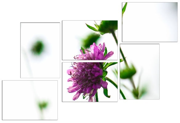 Fotoleinwand - Mehrteiler - Scabiosa (Grindkraut)