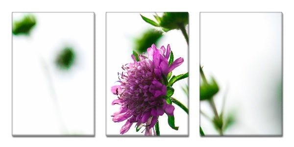 Fotoleinwand - Mehrteiler - Scabiosa (Grindkraut)