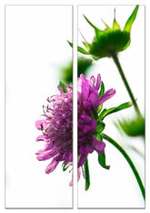 Fotoleinwand - Mehrteiler - Scabiosa (Grindkraut)