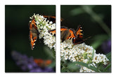Fotoleinwand - Mehrteiler - Schmetterlingsflieder