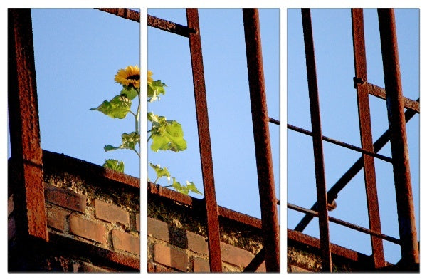Fotoleinwand - Mehrteiler - Sonnenblume
