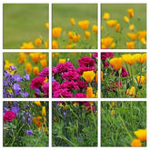 Fotoleinwand - Mehrteiler - Staudenvielfalt