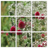 Fotoleinwand - Mehrteiler - Zierlauch mit weißem Schleierkraut