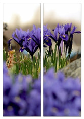Fotoleinwand - Mehrteiler - Zwergiris
