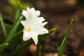 Fotopuzzle - Chionodoxa (Sternhyazinthe)