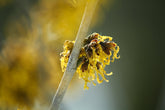 Fotopuzzle - Hamamelis (Zaubernuss)