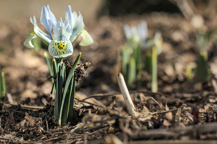 Fotopuzzle - Iris (Schwertlilie)