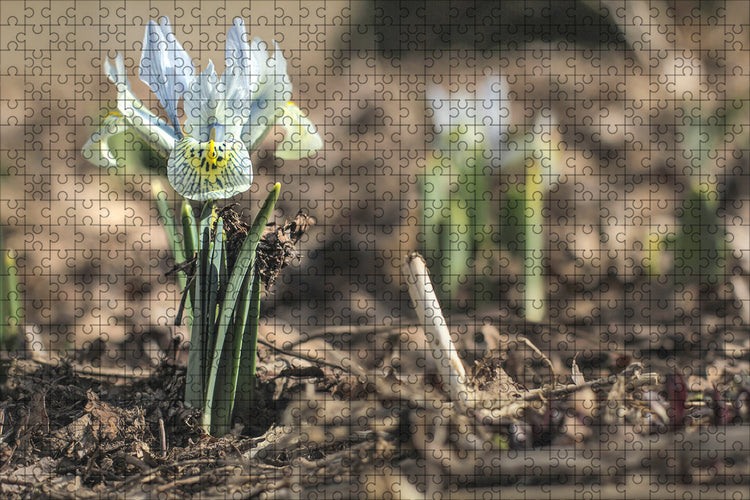 Fotopuzzle - Iris (Schwertlilie)