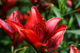 Fotopuzzle - Lilium (Lilie)
