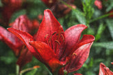 Fotopuzzle - Lilium (Lilie)