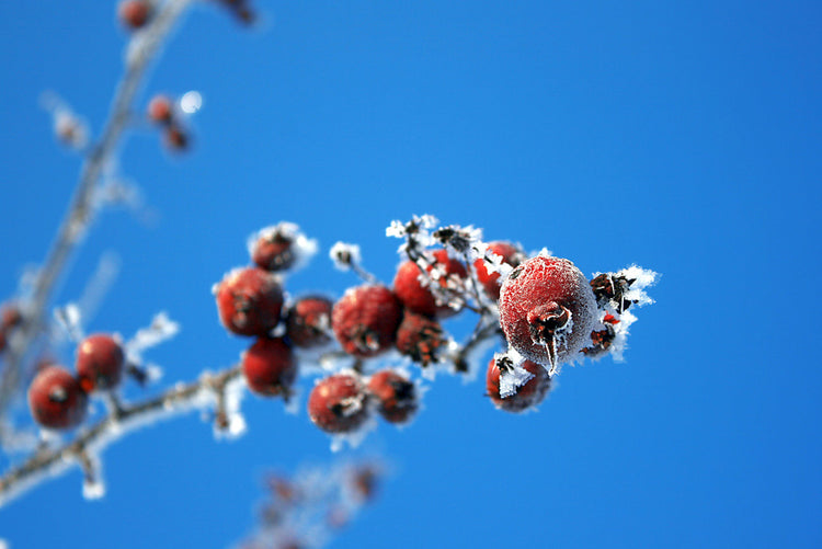 Fotopuzzle - Malus floribunda (Zierapfel)
