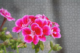 Fotopuzzle - Pelargonien (Geranie)