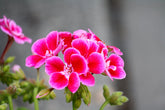 Fotopuzzle - Pelargonien (Geranie)