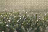 Fotopuzzle - Wiese mit Wassertropfen