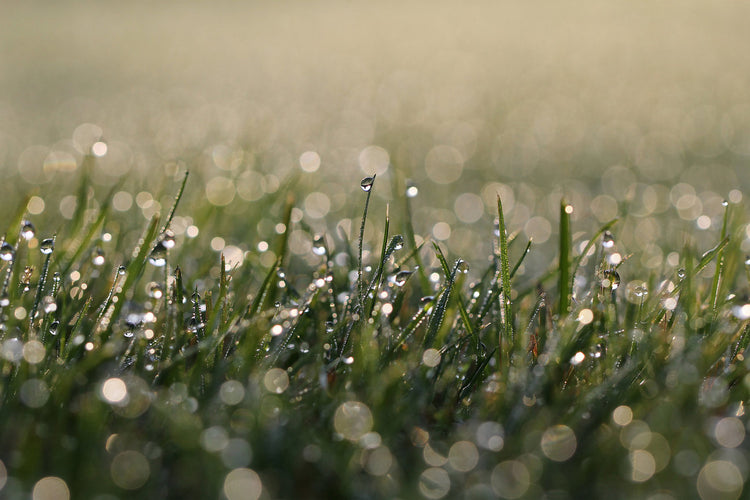 Fotopuzzle - Wiese mit Wassertropfen