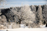 Fotopuzzle - Winterlandschaft in Estland