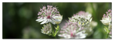 Astrantia Sterndolde