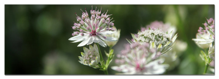 Astrantia Sterndolde