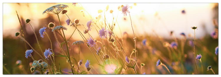 Blumenwiese bei Sonnenuntergang