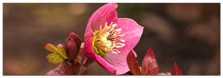Christrose rot