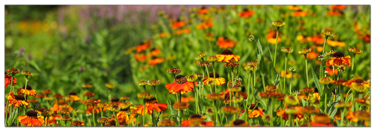 Helenium
