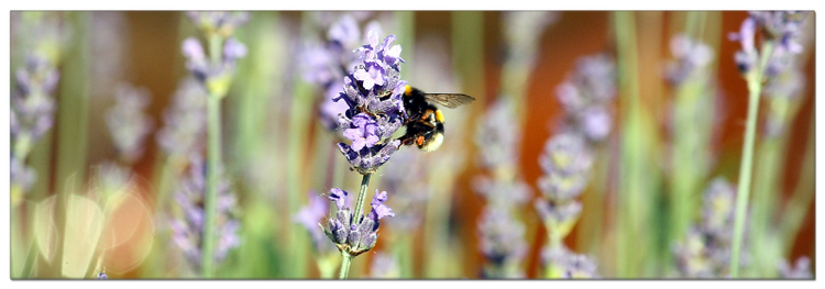 Hummel im Lavendel